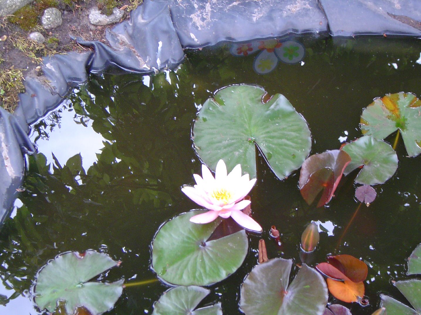 DSC01032.jpg